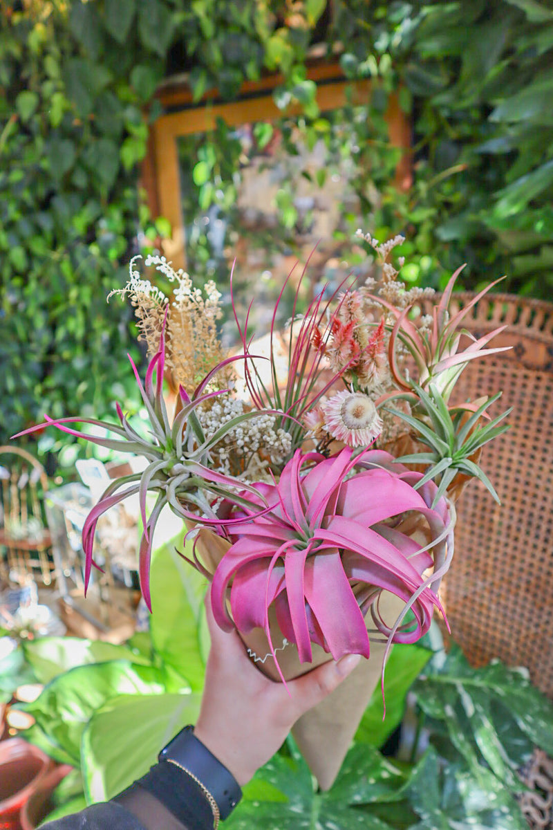 love knot air plant Air Plant Bouquet – Pamana Plantas