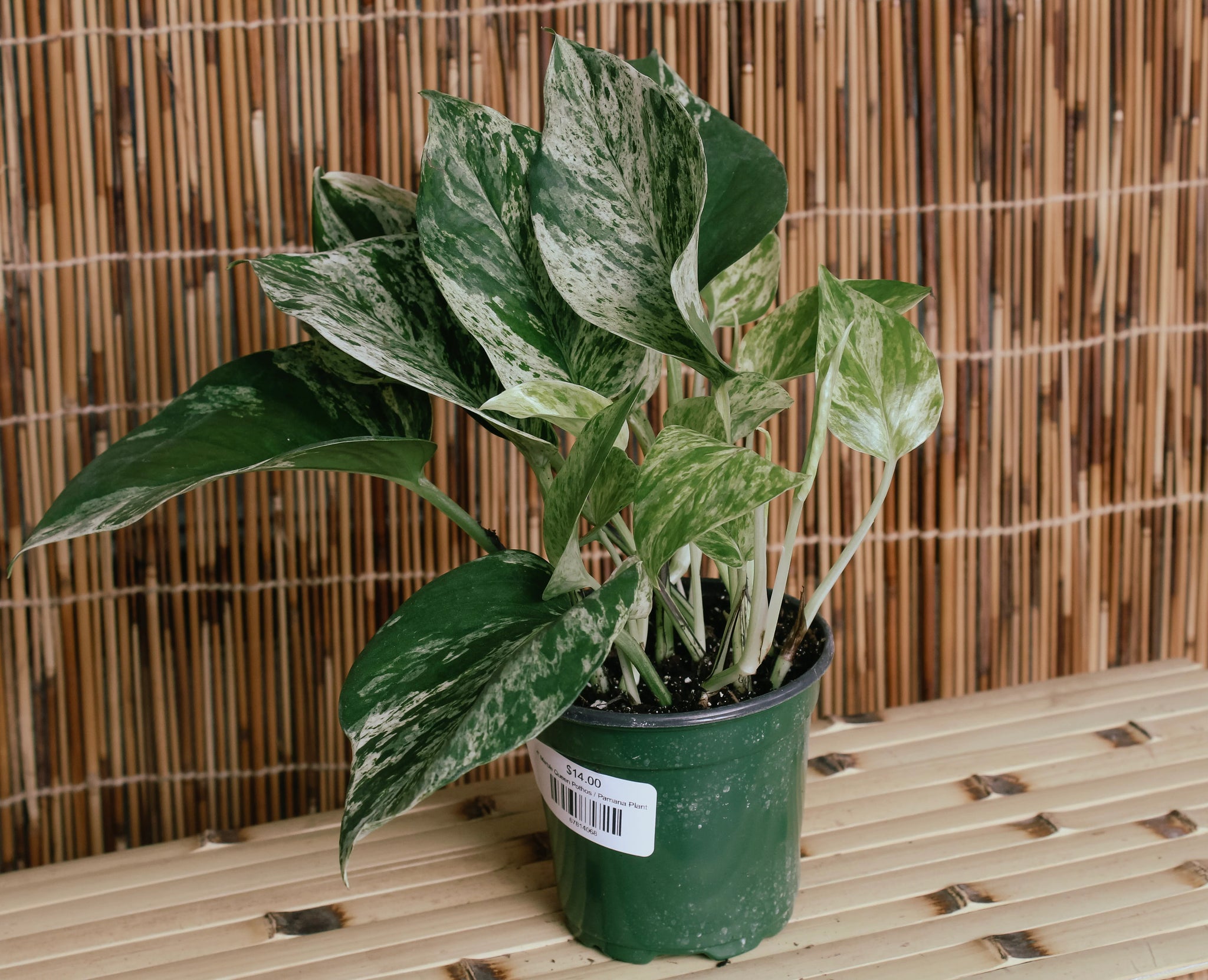 4” Marble Queen Pothos