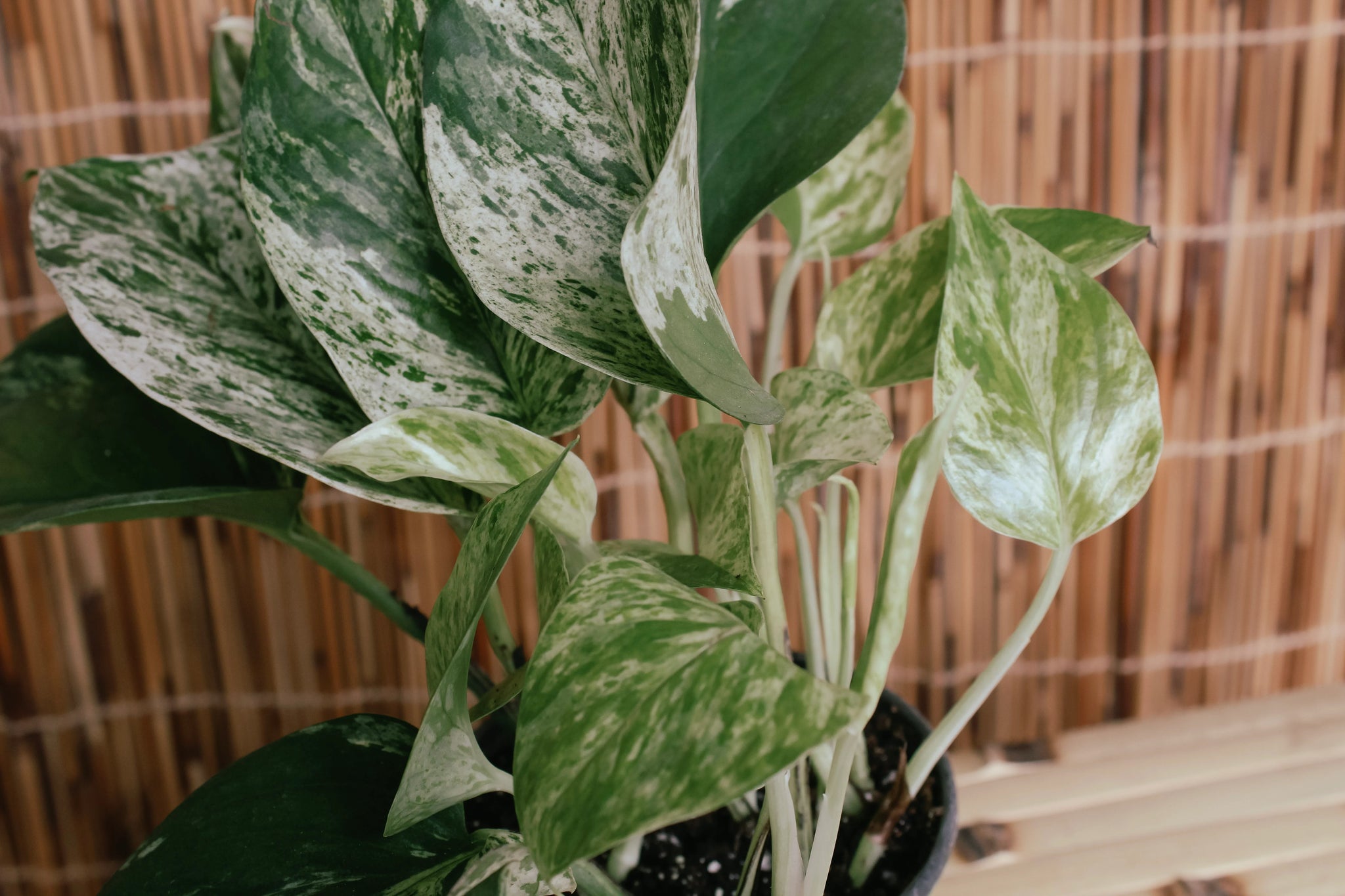 4” Marble Queen Pothos