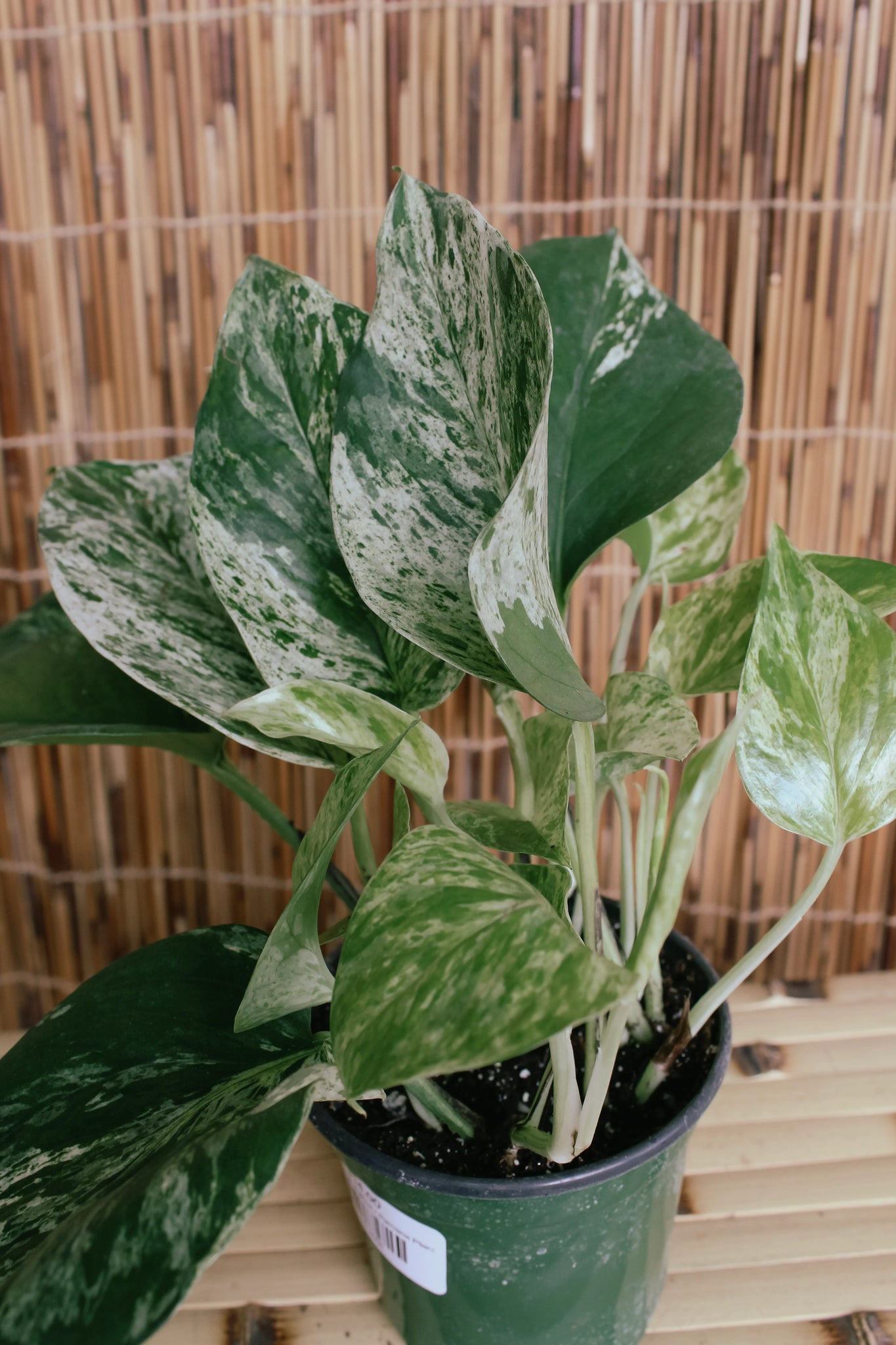 4” Marble Queen Pothos