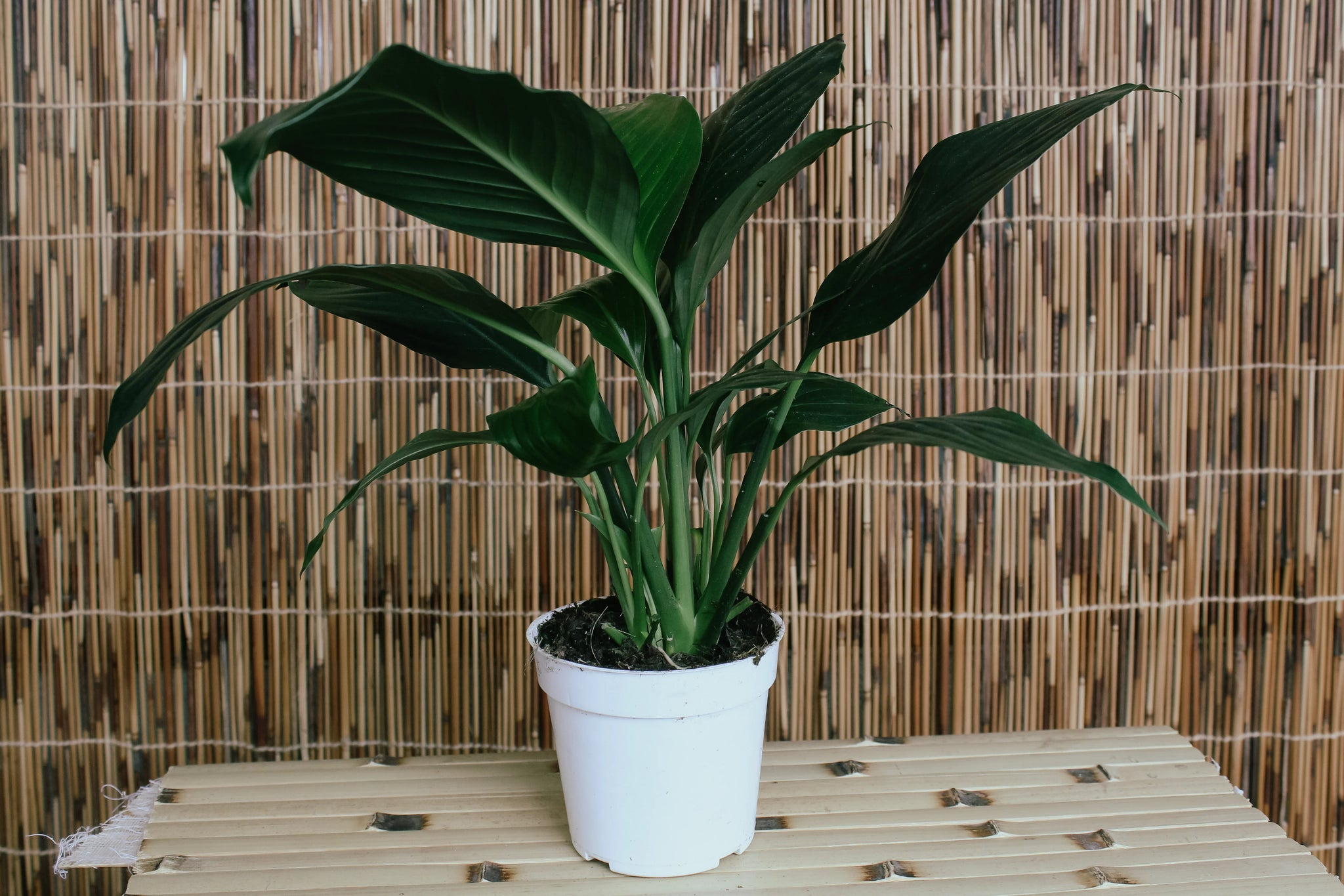 4" Spathiphyllum - Peace Lily