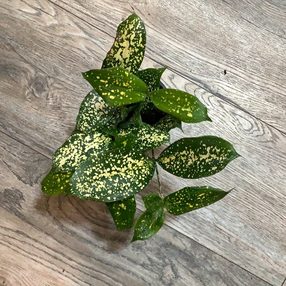 dracaena florida beauty plant 4" Dracaena Florida Beauty – Pamana Plantas