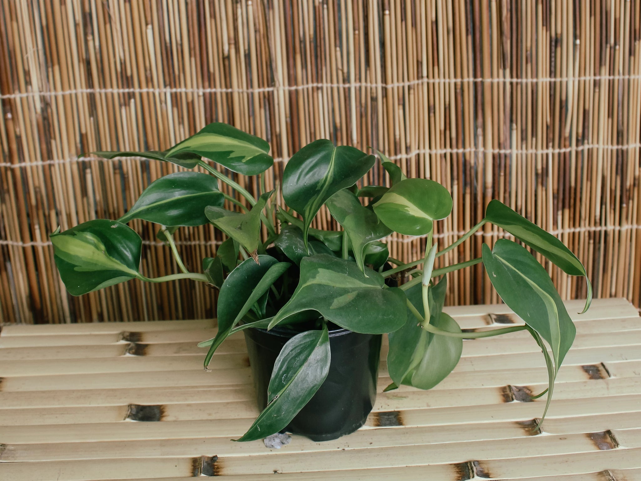 4” Philodendron Brasil