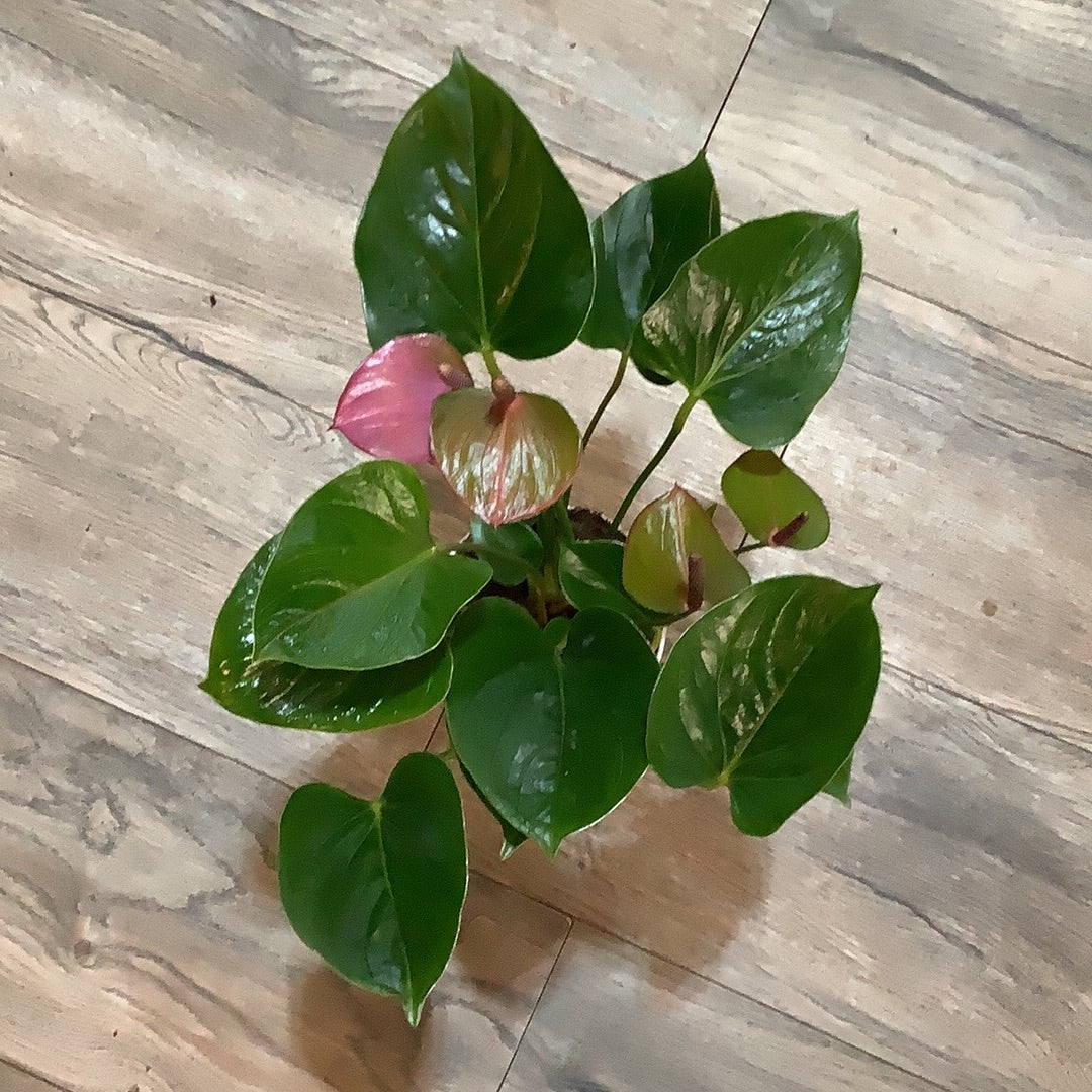 4" Anthurium