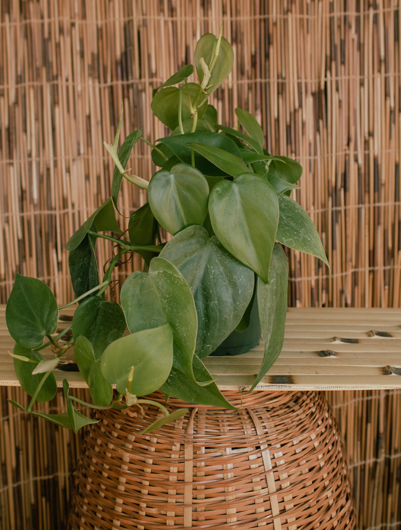 4" Philodendron Cordatum
