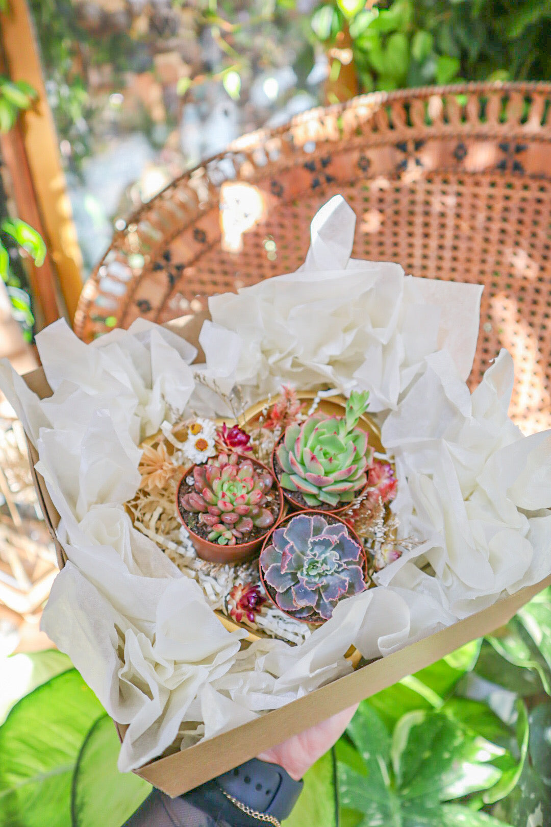 truffle succulent Succulent "Truffle" Box – Pamana Plantas